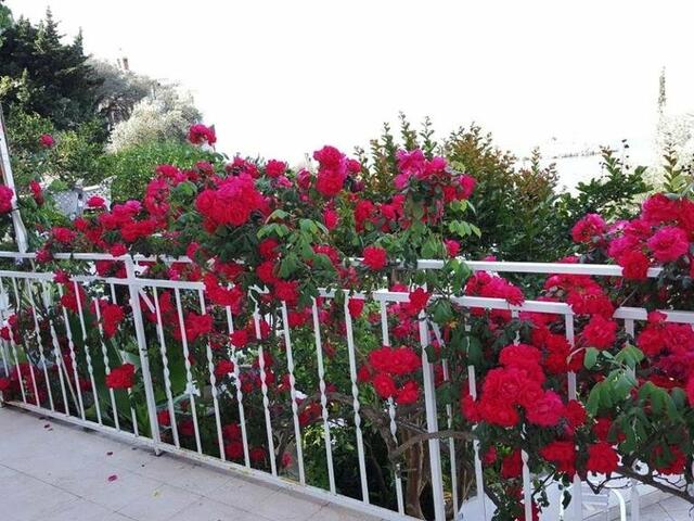 фото отеля Sun Rose Apartments изображение №17