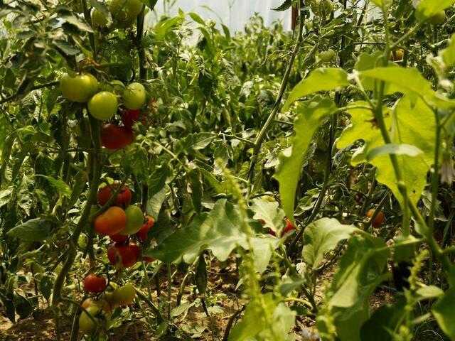 фото отеля Hotel Dalos изображение №13