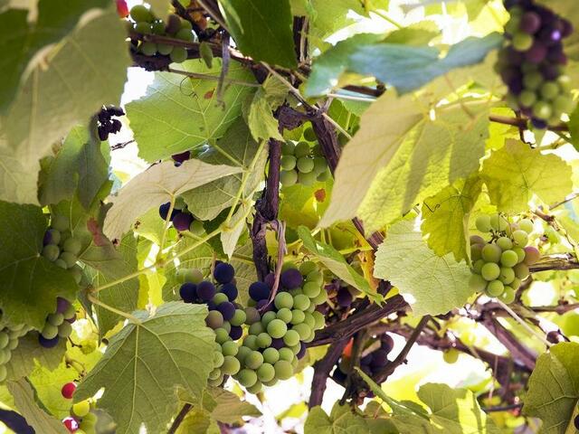 фото отеля Faralya Botanica изображение №9