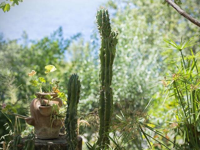 фотографии отеля Faralya Botanica изображение №7